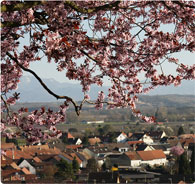 Ihringen am Kaiserstuhl